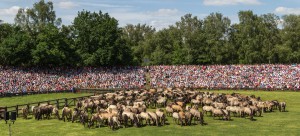 Wildpferdefang in Dülmen © Dietmar Rabich, rabich.de